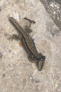 Lézard des murailles 