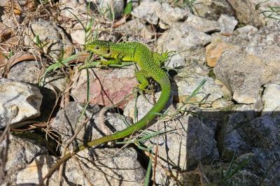 Lézard à deux raies 