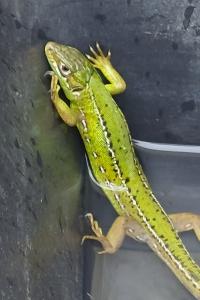 Lézard à deux raies 