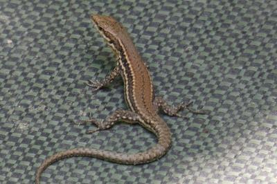Podarcis muralis