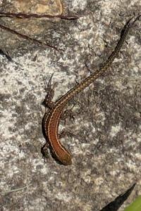 Lézard des murailles 