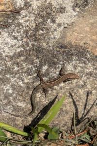 Lézard des murailles 
