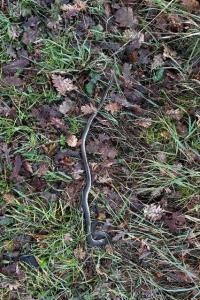 Couleuvre d'Esculape 