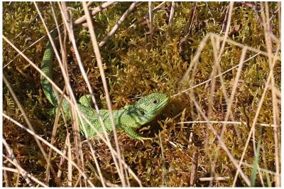 Lézard à deux raies 