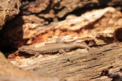 Lézard des murailles 