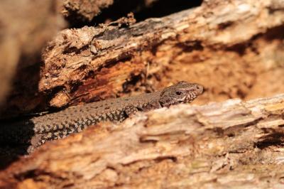 Lézard des murailles 