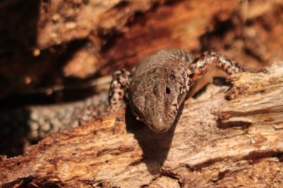 Lézard des murailles 