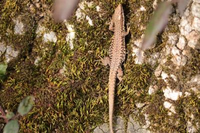 Lézard des murailles 