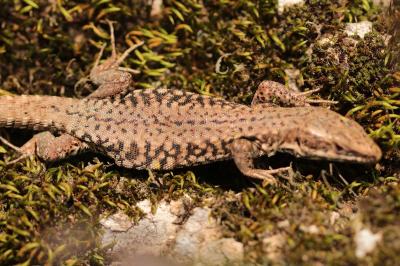 Lézard des murailles 