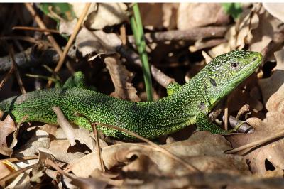 Lézard à deux raies 