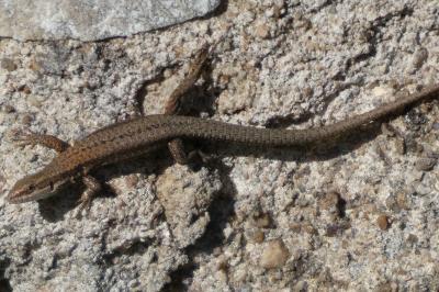 Lézard des murailles 