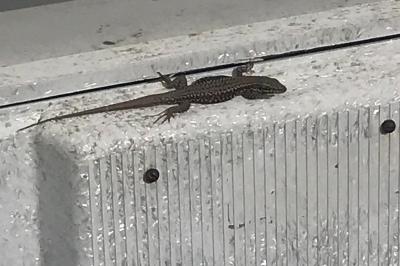 Lézard des murailles 
