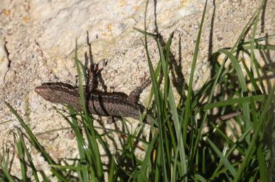 Lézard des murailles 