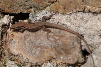 Lézard des murailles 