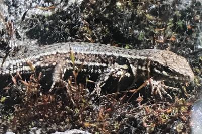 Lézard des murailles 