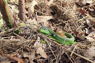 Lézard à deux raies 