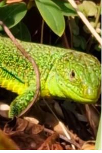 Lézard à deux raies 