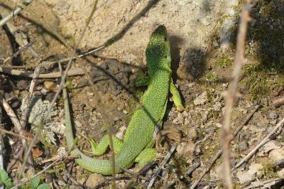 Lézard à deux raies 