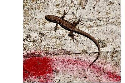 Lézard des murailles 