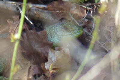 Lézard à deux raies 