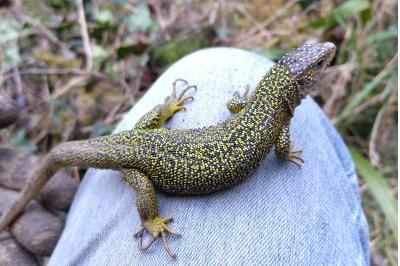 Lézard à deux raies 