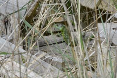 Lézard à deux raies 