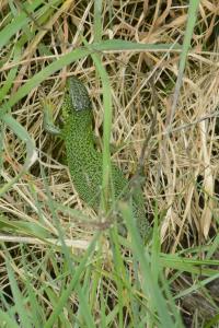 Lézard à deux raies 