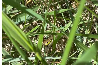Lézard à deux raies 