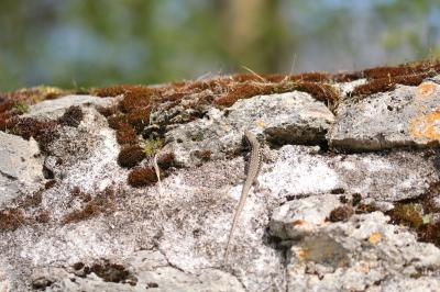 Lézard des murailles 