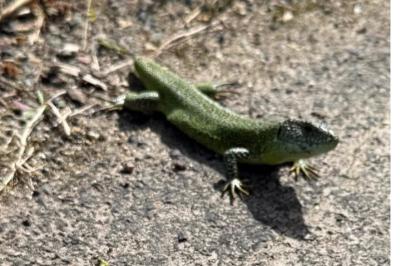 Lézard à deux raies 