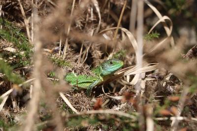 Lézard à deux raies 
