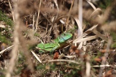 Lacerta bilineata