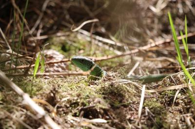 Lézard à deux raies 