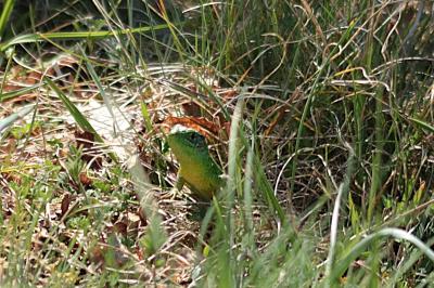 Lézard à deux raies 
