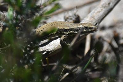 Lézard des murailles 