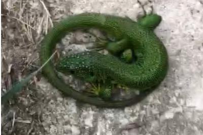 Lézard à deux raies 
