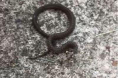 Couleuvre d'Esculape 