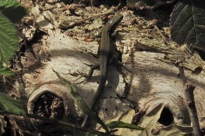Lézard des murailles 