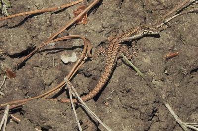 Lézard des murailles 