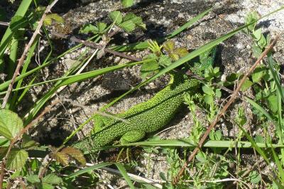 Lézard à deux raies 