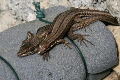 Lézard des murailles 
