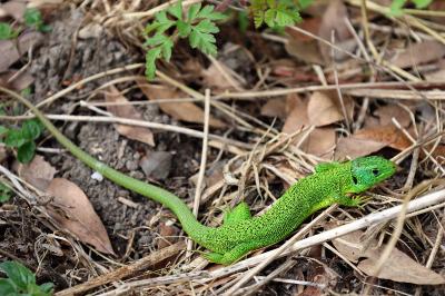 Lézard à deux raies 