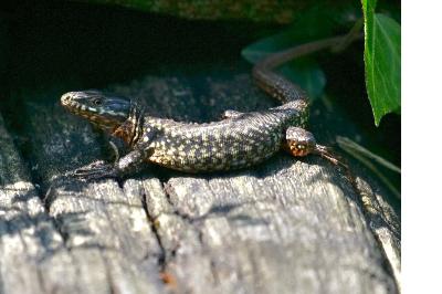 Lézard des murailles 