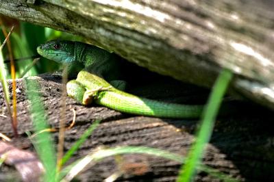 Lézard à deux raies 