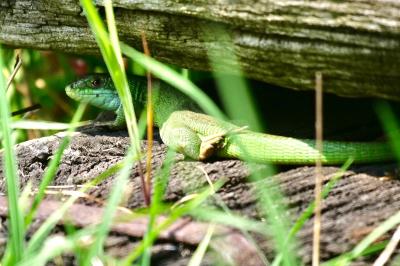 Lézard à deux raies 