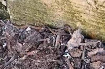 Couleuvre d'Esculape 