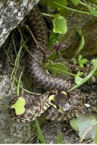 Couleuvre d'Esculape 
