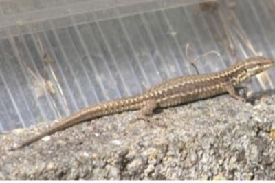 Lézard des murailles 