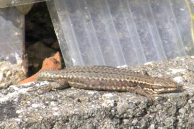 Lézard des murailles 