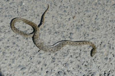 Couleuvre vipérine 